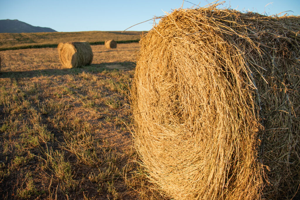 hay in rolls in a field at sunset, harvest, Hay bale, Agriculture field with sky